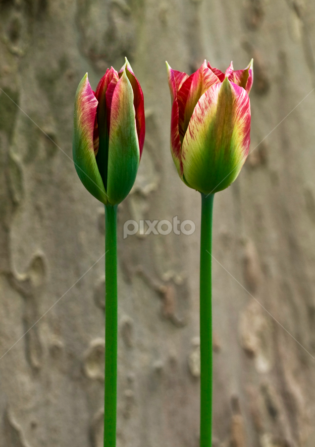 tulip TURKEY by Ahmet Güler - Flowers Flowers 2011-2013