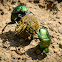 Green Dung beetle