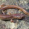 Scott Bar salamander