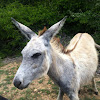 Feral donkey