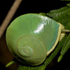 Green Land Snail