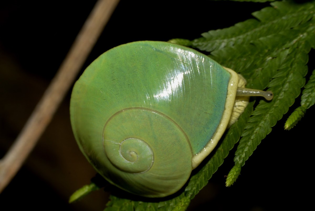 Green Land Snail