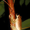 Common bromeliad treefrog