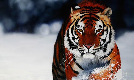 【免費個人化App】Tigers HD Live Wallpaper-APP點子