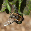 Bee Fly - male