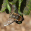 Bee Fly - male