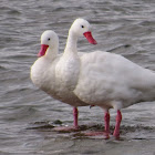 Coscoroba Swans