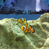 Orange clown fish