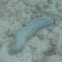 Sea cucumber