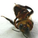 Mydrosoma bee