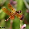 Eastern Amberwing Dragonfly (male)