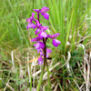 Orchis bouffon