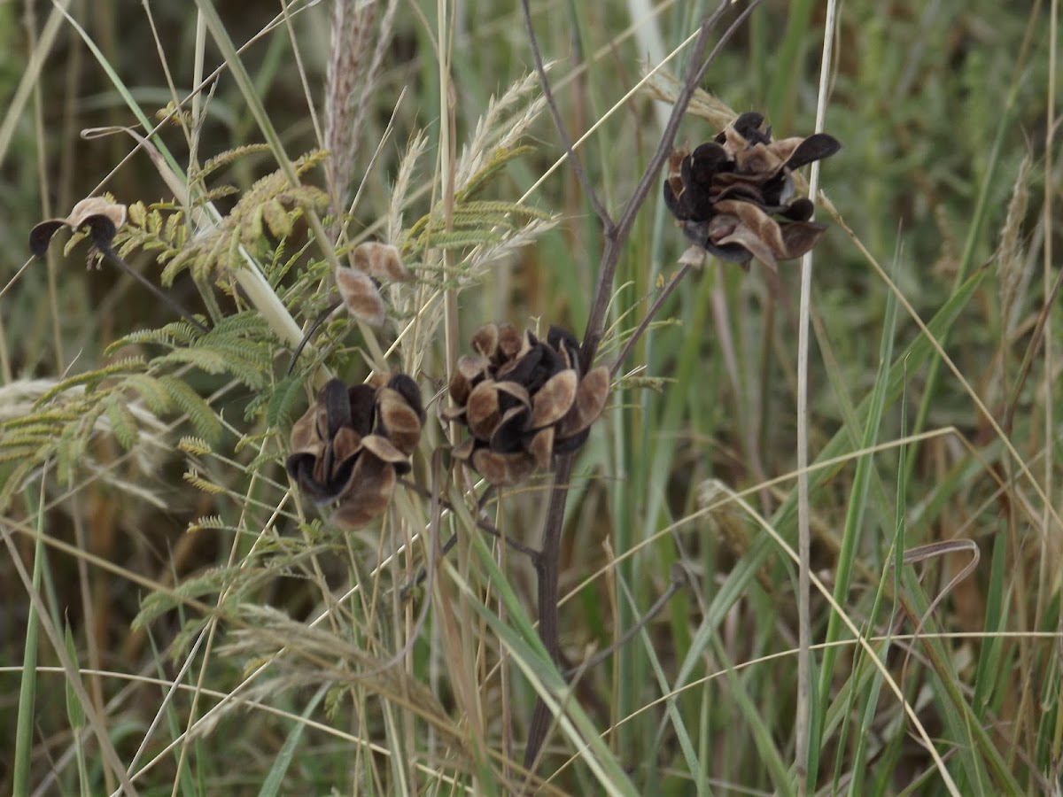 Prairie Mimosa (seed heads)
