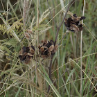 Prairie Mimosa (seed heads)