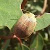 Tortiose leaf beetle