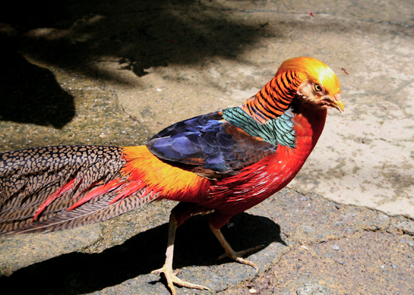 golden pheasant | Project Noah