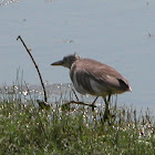 Indian Pond Heron