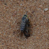 Sand wasp