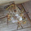 Common Paper Wasp Nest