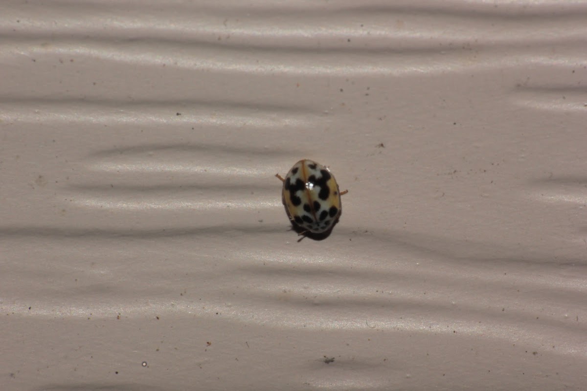 Twenty-spotted lady beetle