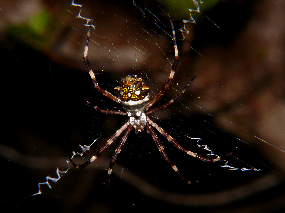 Silver Argiope Spider