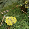 Dog vomit slime mould