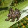 Monkey slug caterpillar