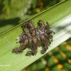 Monkey slug caterpillar