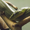 Green tree snake