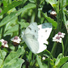 Checkered White Butterfly (male)