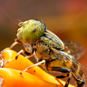 HOVERFLY by Percy Photography - Animals Insects & Spiders