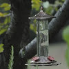 Ruby-throated Hummingbird (female/young male?)
