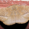 Monkey moth
