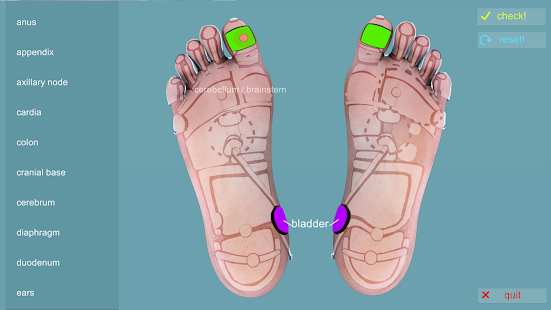 Reflexology Quiz(圖5)-速報App