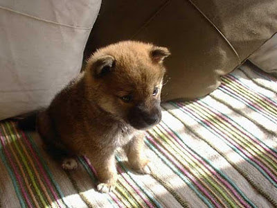 待ち受け 柴犬 画像 フリー 204460