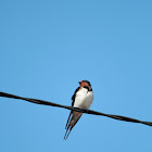 Barn Swallow