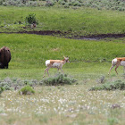 Pronghorn Antelope