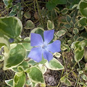 Periwinkle