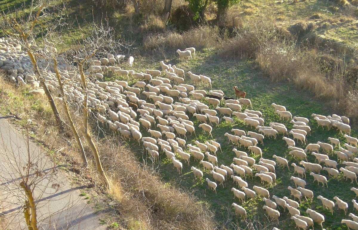 Rebaño de ovejas