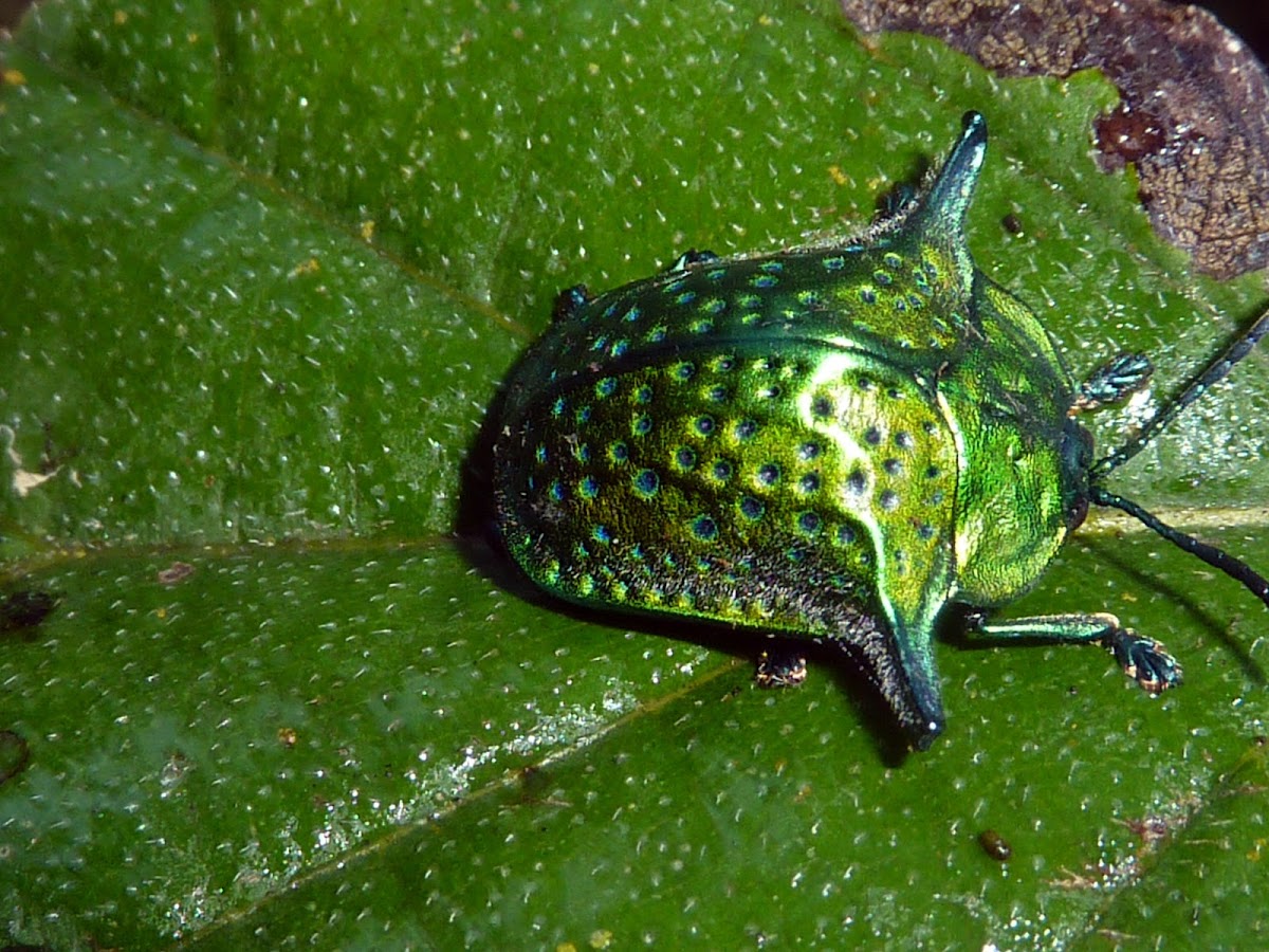 Tortoise Beetle