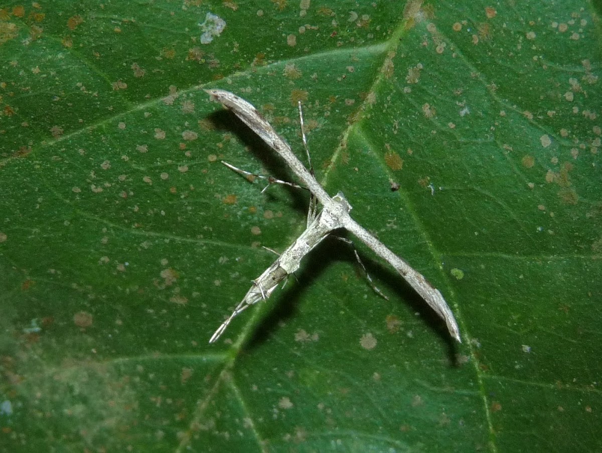 Pterophorid Moth