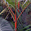 Red sealing wax palm