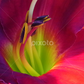 by Leann Shamash - Flowers Single Flower