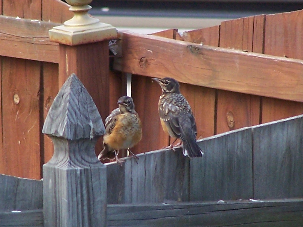 American robins, juvenile