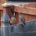 American robins, juvenile