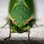 Bladder Cicada