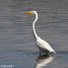 Great Egret