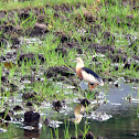 Javan pond-heron