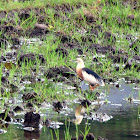 Javan pond-heron