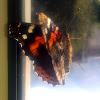 Indian red admiral